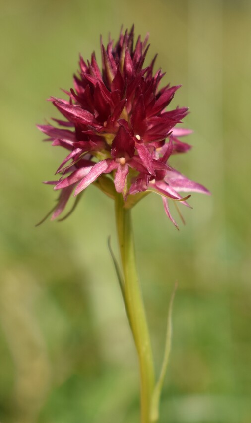 Le Nigritella multicolore dell''Altopiano della Paganella (Trentino-Alto Adige)