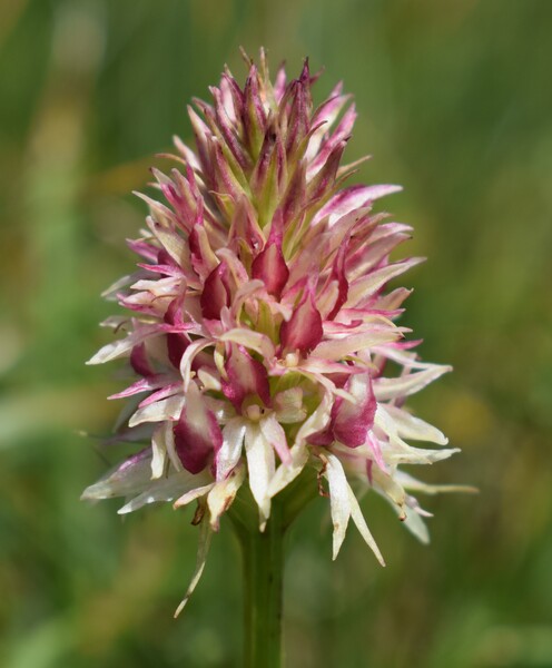 Le Nigritella multicolore dell''Altopiano della Paganella (Trentino-Alto Adige)