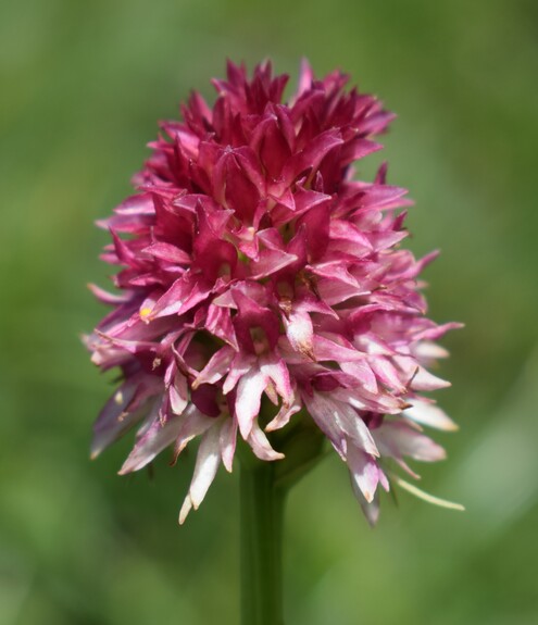 Le Nigritella multicolore dell''Altopiano della Paganella (Trentino-Alto Adige)