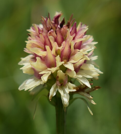 Le Nigritella multicolore dell''Altopiano della Paganella (Trentino-Alto Adige)