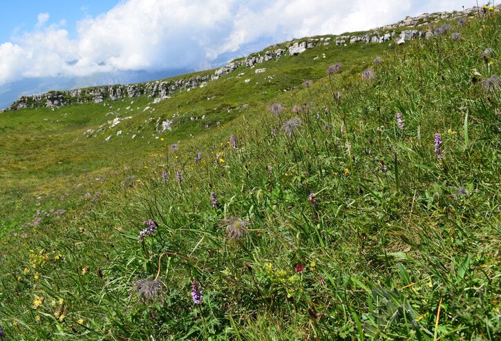 Le Nigritella multicolore dell''Altopiano della Paganella (Trentino-Alto Adige)