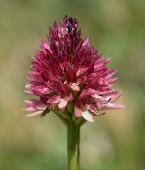 Le Nigritella multicolore dell''Altopiano della Paganella (Trentino-Alto Adige)