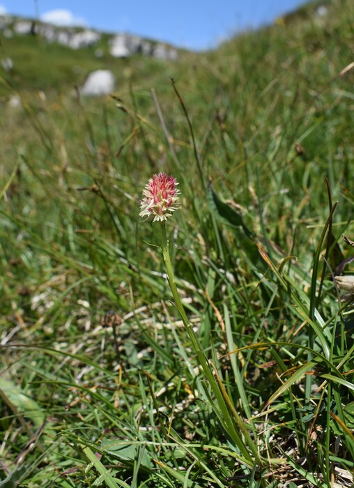Le Nigritella multicolore dell''Altopiano della Paganella (Trentino-Alto Adige)