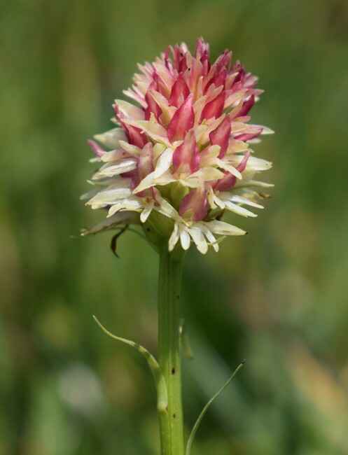 Le Nigritella multicolore dell''Altopiano della Paganella (Trentino-Alto Adige)