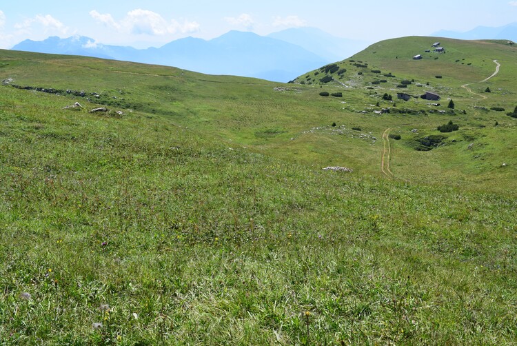 Le Nigritella multicolore dell''Altopiano della Paganella (Trentino-Alto Adige)