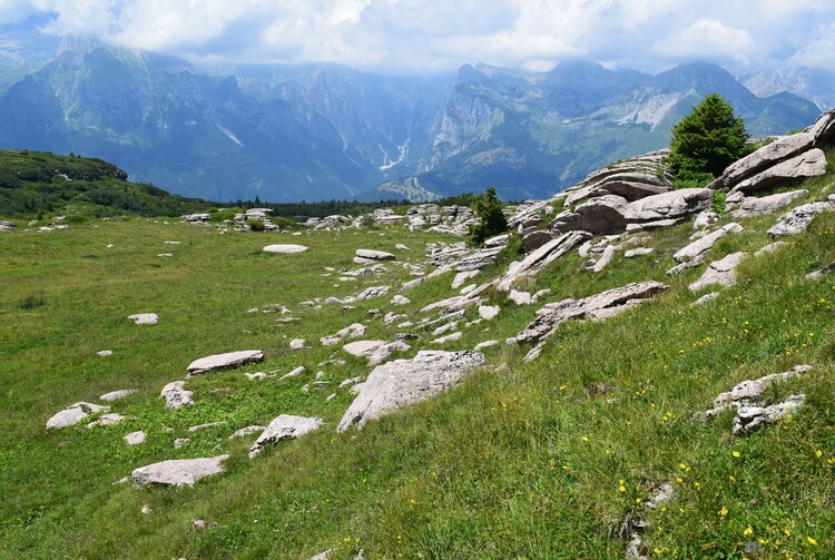 Le Nigritella multicolore dell''Altopiano della Paganella (Trentino-Alto Adige)