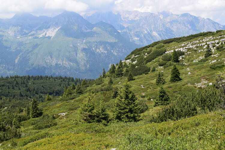 Le Nigritella multicolore dell''Altopiano della Paganella (Trentino-Alto Adige)