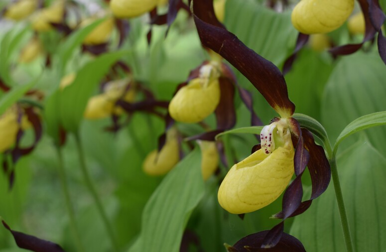 Pi bella cosa non c''... Cypripedium calceolus (Parco Adamello Bresciano)