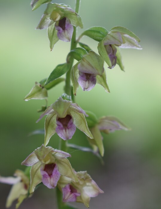 Epipactis enigmatica... ibrido o aberrazione? (Prealpi Bresciane)