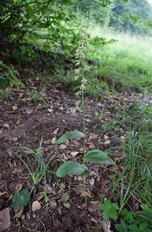 Epipactis enigmatica... ibrido o aberrazione? (Prealpi Bresciane)