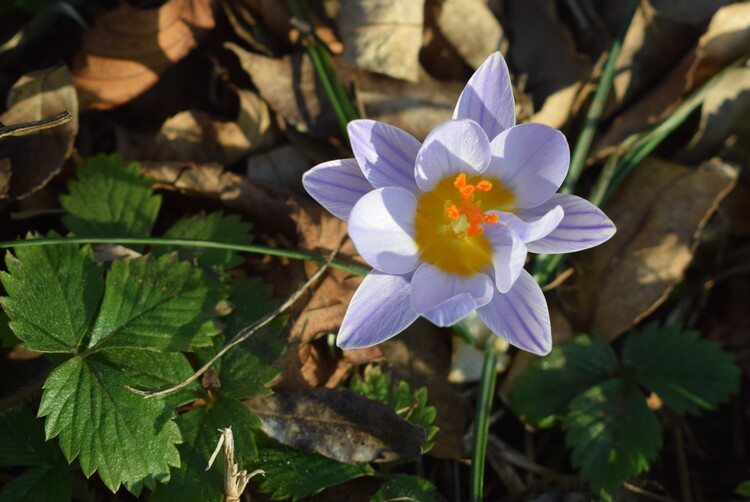 Lusus di Crocus biflorus?