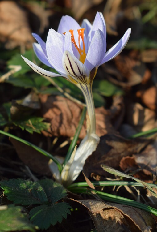 Lusus di Crocus biflorus?