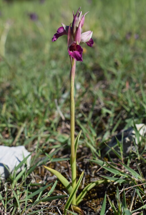 Serapicamptis garbariorum, per gentile concessione (Appennino Reggiano)