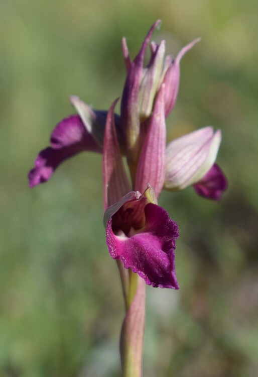 Serapicamptis garbariorum, per gentile concessione (Appennino Reggiano)