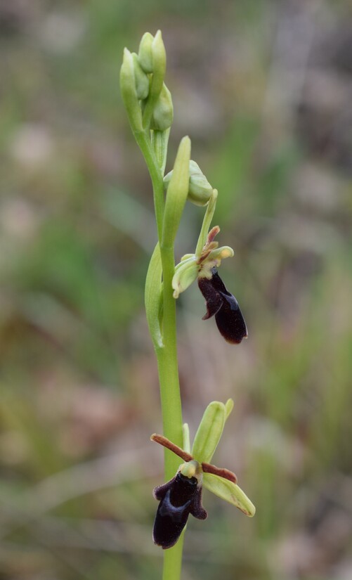 Ophrys hybrida (Appennino Parmense)