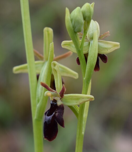 Ophrys hybrida (Appennino Parmense)