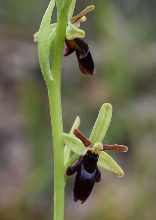Ophrys hybrida (Appennino Parmense)