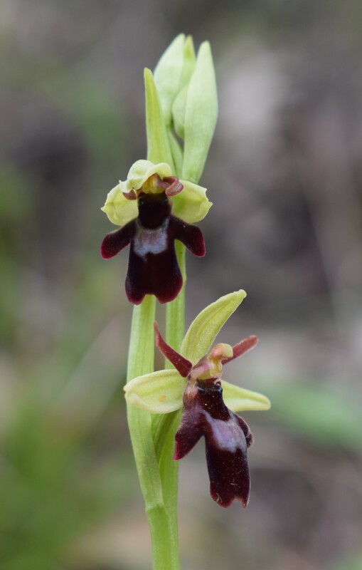 Ophrys hybrida (Appennino Parmense)