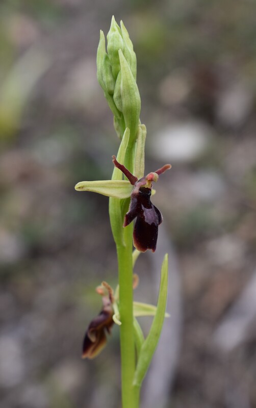 Ophrys hybrida (Appennino Parmense)