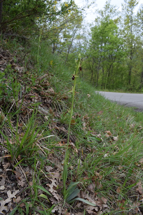 Ophrys hybrida (Appennino Parmense)