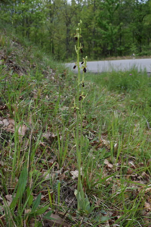 Ophrys hybrida (Appennino Parmense)