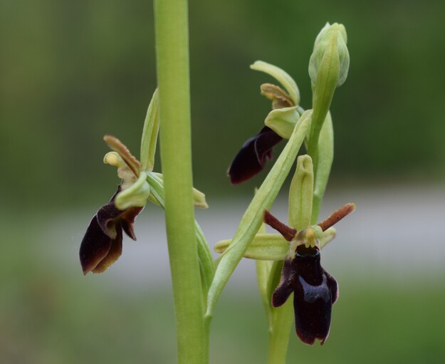 Ophrys hybrida (Appennino Parmense)