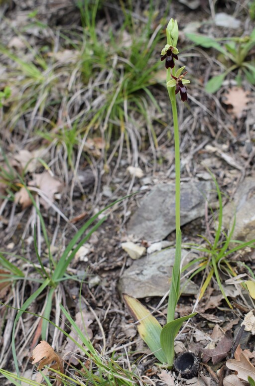 Ophrys hybrida (Appennino Parmense)
