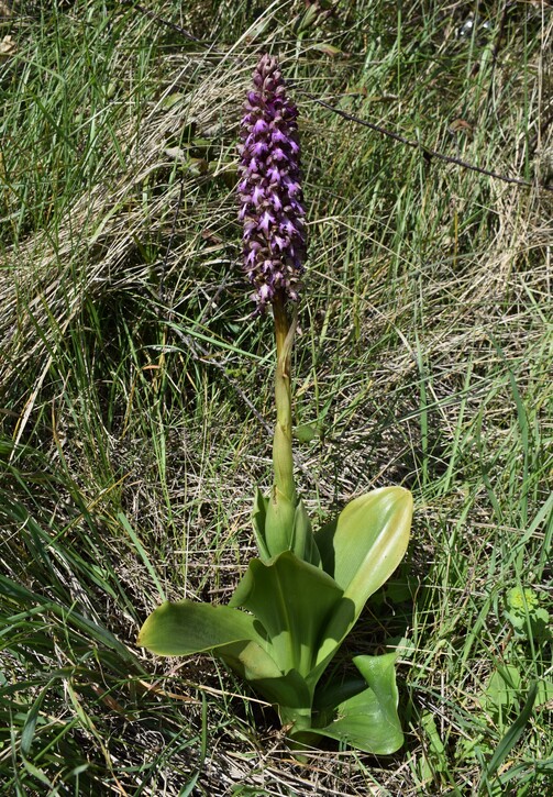 Le Barlie degli Appennini (da Pavia a Bologna)
