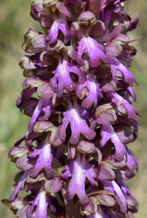 Le Barlie degli Appennini (da Pavia a Bologna)
