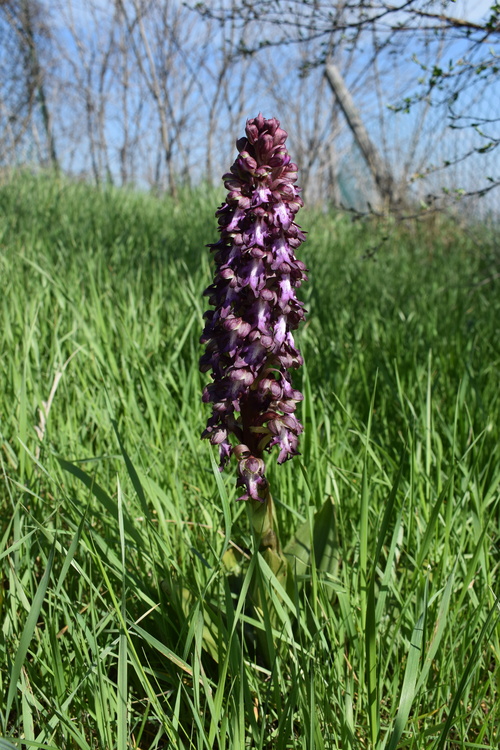 Le Barlie degli Appennini (da Pavia a Bologna)