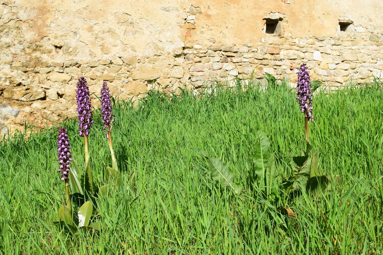 Le Barlie degli Appennini (da Pavia a Bologna)