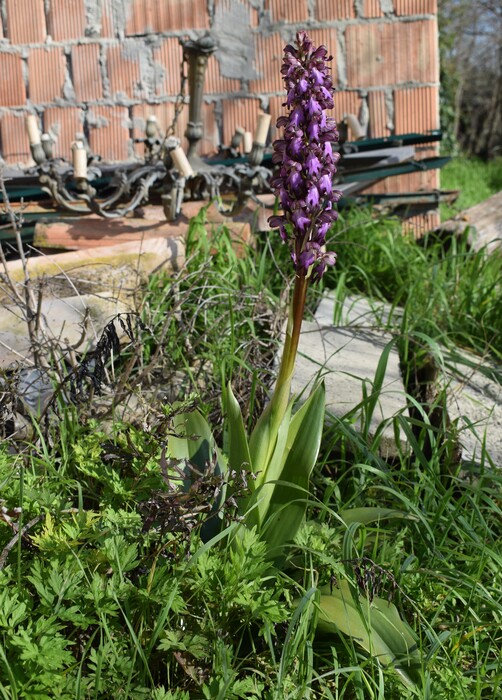 Le Barlie degli Appennini (da Pavia a Bologna)