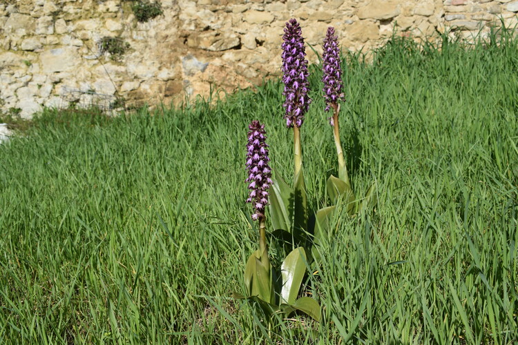 Le Barlie degli Appennini (da Pavia a Bologna)