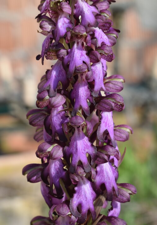 Le Barlie degli Appennini (da Pavia a Bologna)