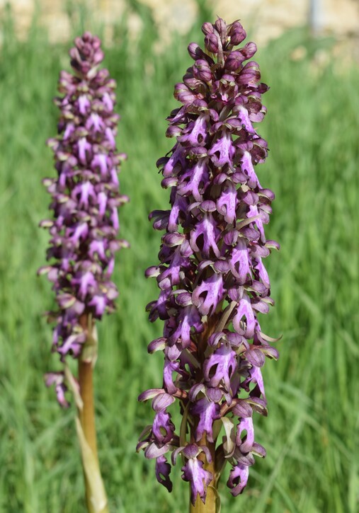 Le Barlie degli Appennini (da Pavia a Bologna)