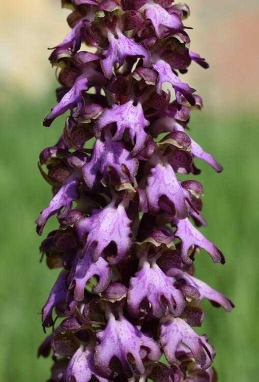 Le Barlie degli Appennini (da Pavia a Bologna)