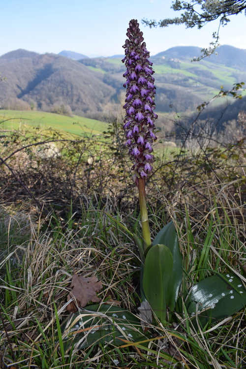 Le Barlie degli Appennini (da Pavia a Bologna)
