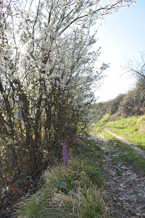 Le Barlie degli Appennini (da Pavia a Bologna)