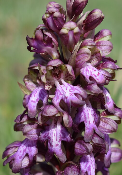 Le Barlie degli Appennini (da Pavia a Bologna)