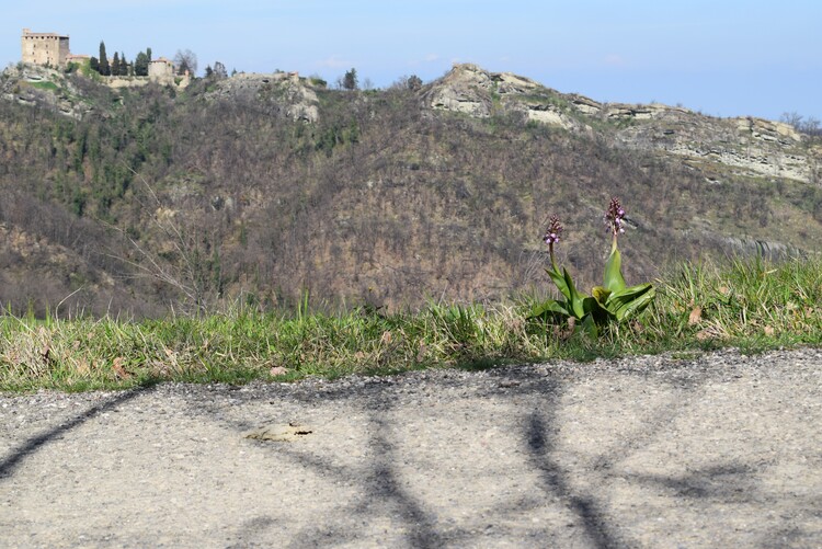 Le Barlie degli Appennini (da Pavia a Bologna)