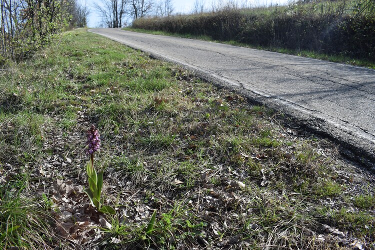 Le Barlie degli Appennini (da Pavia a Bologna)