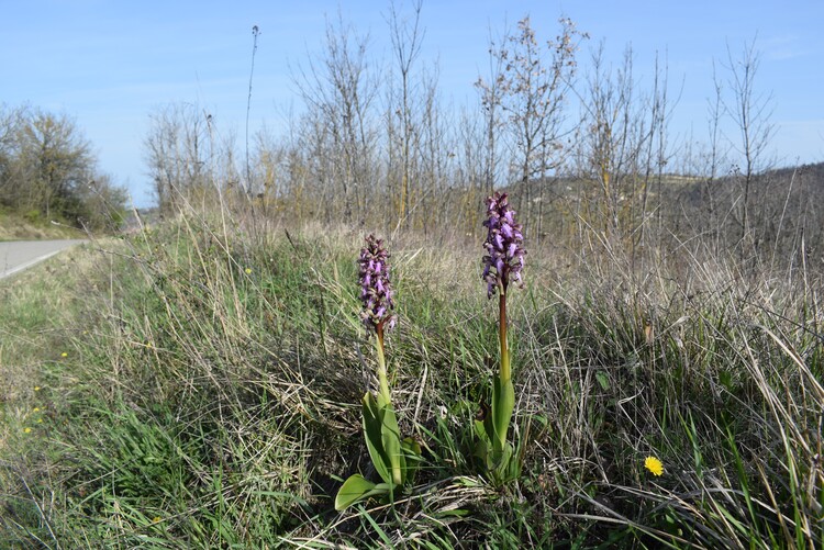 Le Barlie degli Appennini (da Pavia a Bologna)