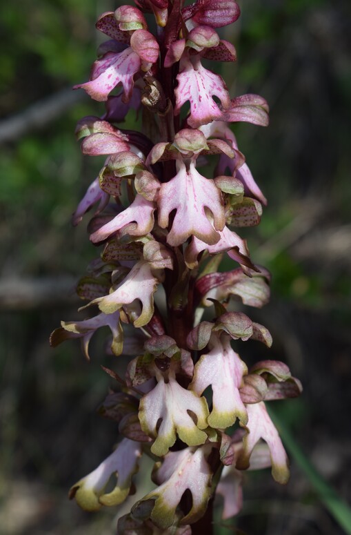Le Barlie degli Appennini (da Pavia a Bologna)