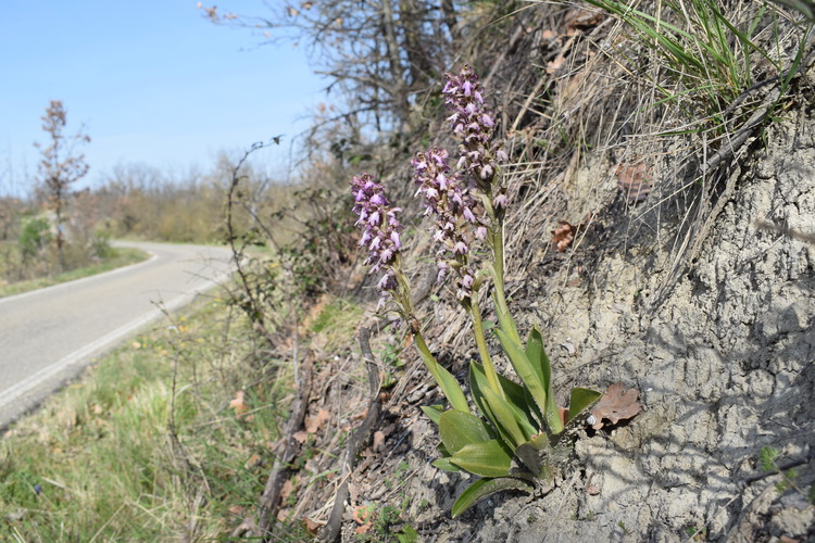 Le Barlie degli Appennini (da Pavia a Bologna)