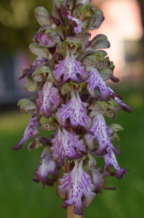 Le Barlie degli Appennini (da Pavia a Bologna)