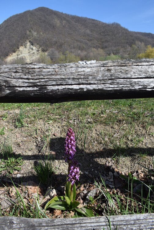 Le Barlie degli Appennini (da Pavia a Bologna)