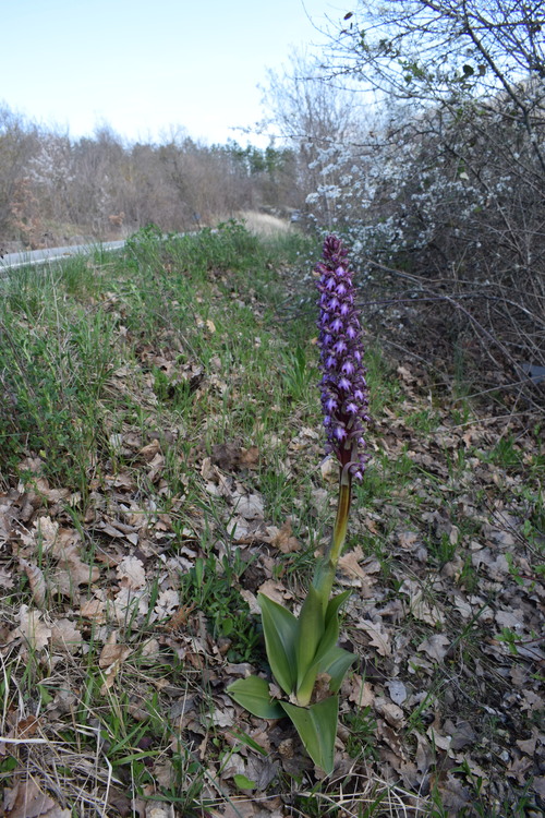 Le Barlie degli Appennini (da Pavia a Bologna)