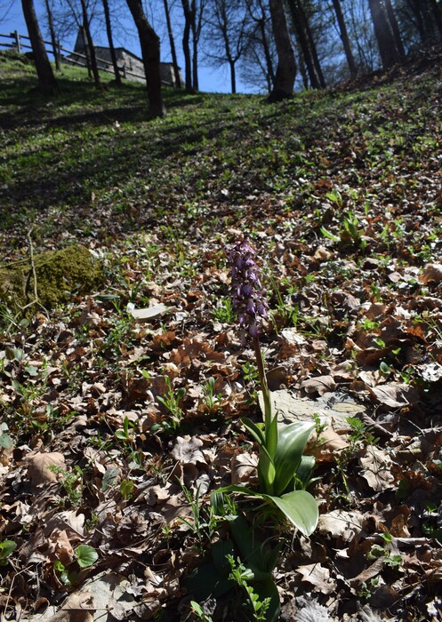 Le Barlie degli Appennini (da Pavia a Bologna)