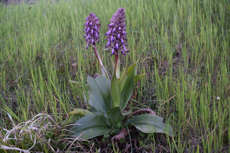 Le Barlie degli Appennini (da Pavia a Bologna)