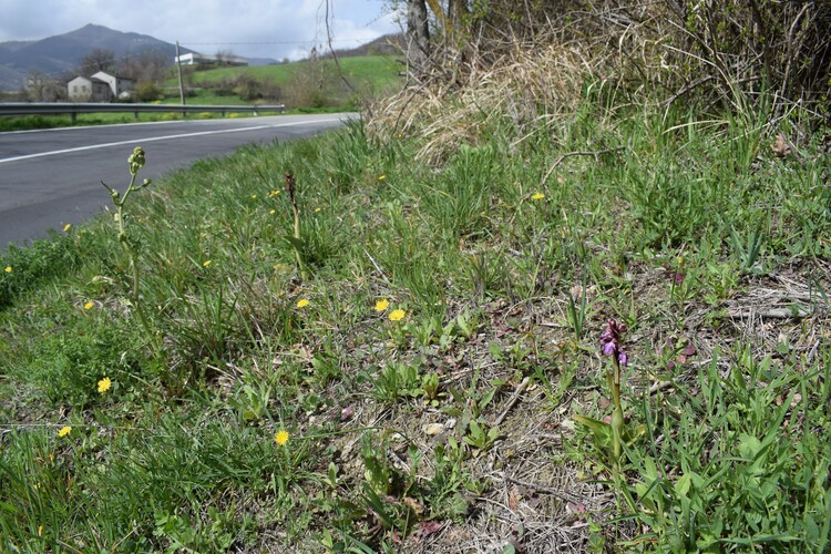 Le Barlie degli Appennini (da Pavia a Bologna)